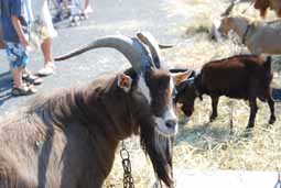  8 ste geitenmarkt te Eernegem op 27 juni 2010